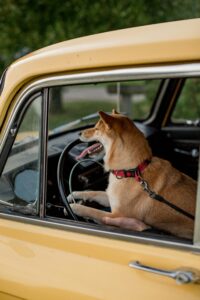 Shiba Inu dog with leash in car window, enjoying a ride with owner.
